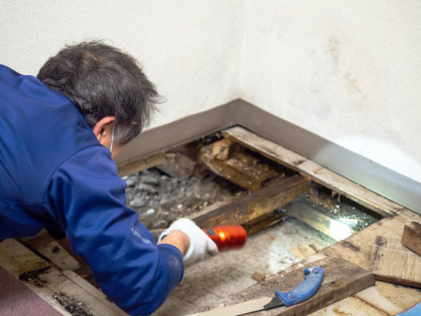 Best Professional Mold Removal  in Blue Rapids, KS