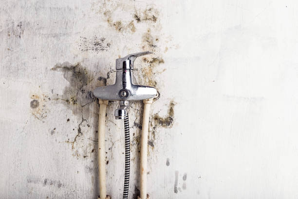 Reliable Blue Rapids, KS Mold Removal Solutions