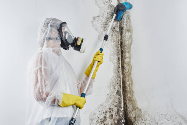 Best Local Mold Removal Service  in Blue Rapids, KS