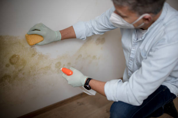 Best Commercial Mold Removal  in Blue Rapids, KS
