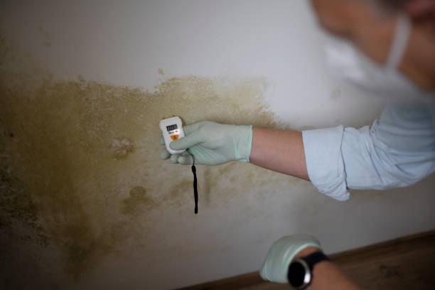 Best Residential Mold Removal  in Blue Rapids, KS