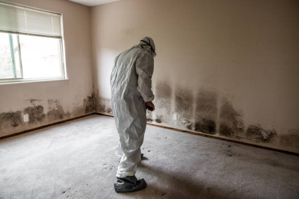 Best Same-Day Mold Removal  in Blue Rapids, KS