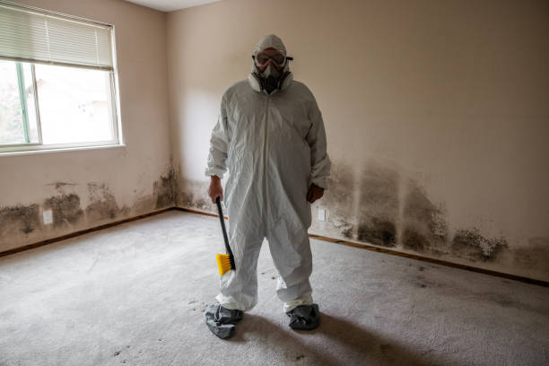 Best Mold Damage Repair  in Blue Rapids, KS