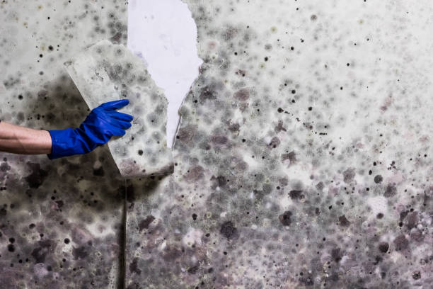 Best Black Mold Removal  in Blue Rapids, KS